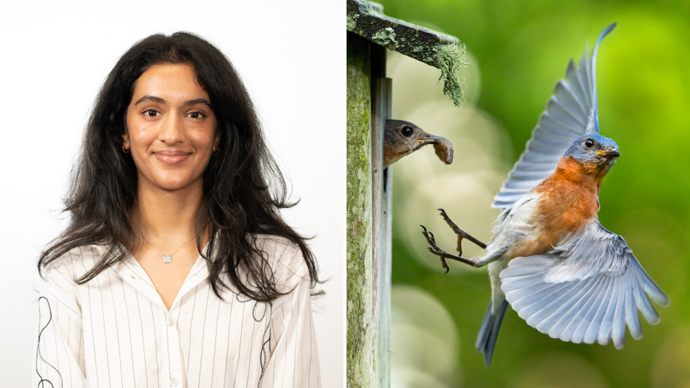 Mahima Mehta and Eastern Bluebird to the right